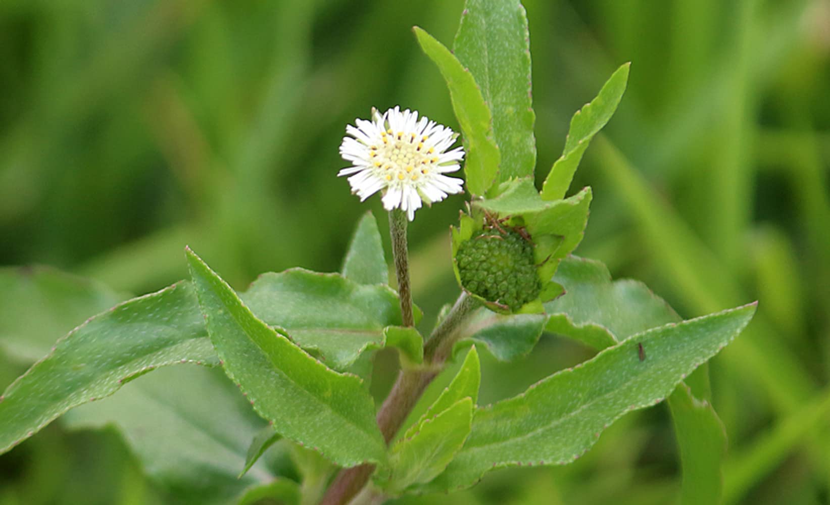 PALPLUS Organic Eclipta Prostrata granules for convenient dosing