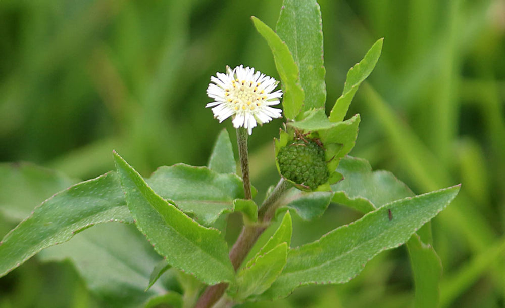 PALPLUS Organic Eclipta Prostrata granules for convenient dosing