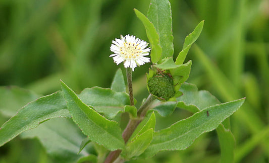 PALPLUS Organic Eclipta Prostrata granules for convenient dosing
