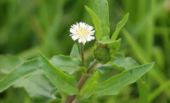 PALPLUS Organic Eclipta Prostrata granules for convenient dosing