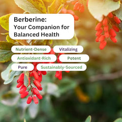 Paradise Herbs berberine packaging display emphasizing clean ingredients