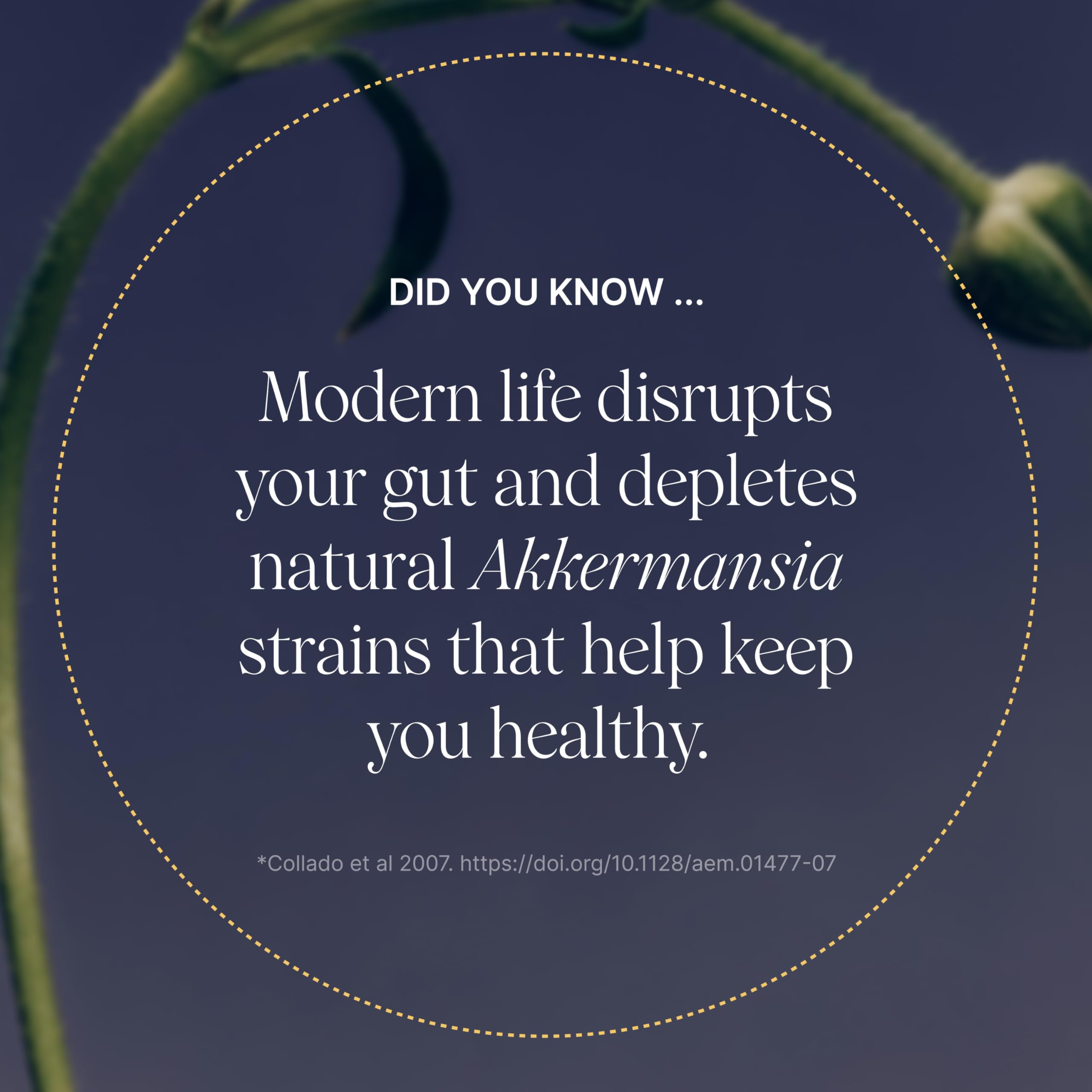 Akkermansia capsules close-up showing easy-to-take daily capsules