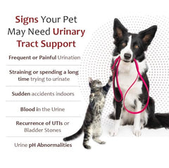 Pet Health Solutions K-Plus Gel texture smooth emphasizes a palatable, stress-free dosing experience.