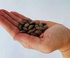 Peter's Choice Kidney Rejuvenator dispensing—easy daily dosing with water.