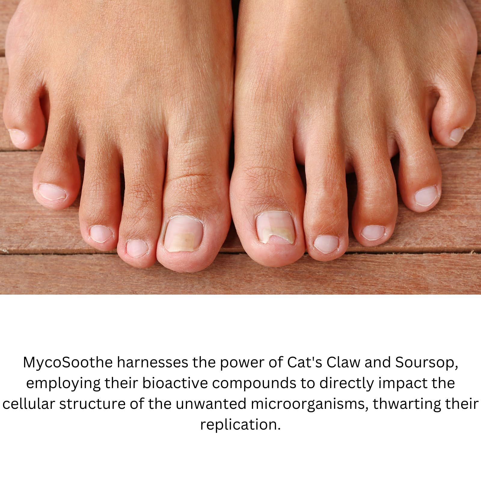 Phytage Labs MycoSoothe curcumin garlic imagery promoting immune wellness