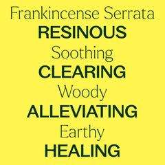 Dropper with undiluted Frankincense Serrata oil.
