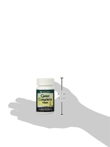 Plum Flower Great Corydalis teapills four-bottles box emphasizing GMP-certified production.