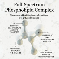 Liposome-inspired delivery concept with Precision Nutrients phospholipids