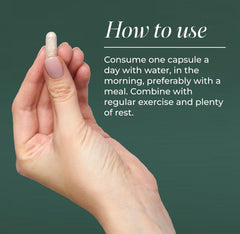 Primal Harvest Ashwagandha root and theanine image emphasizes adaptogenic balance.