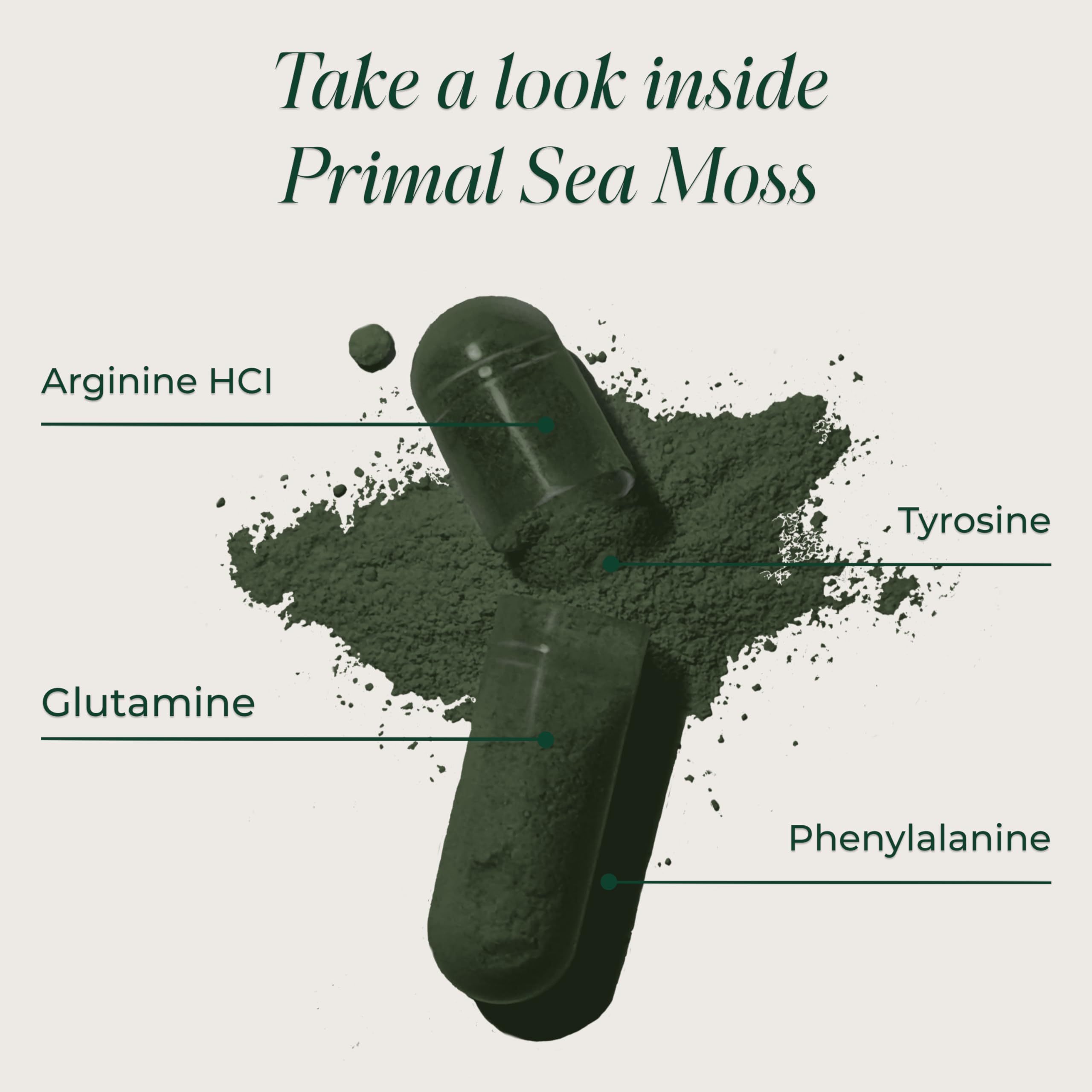 Primal Harvest Sea Moss Capsules pour demonstrates easy-to-take capsules.