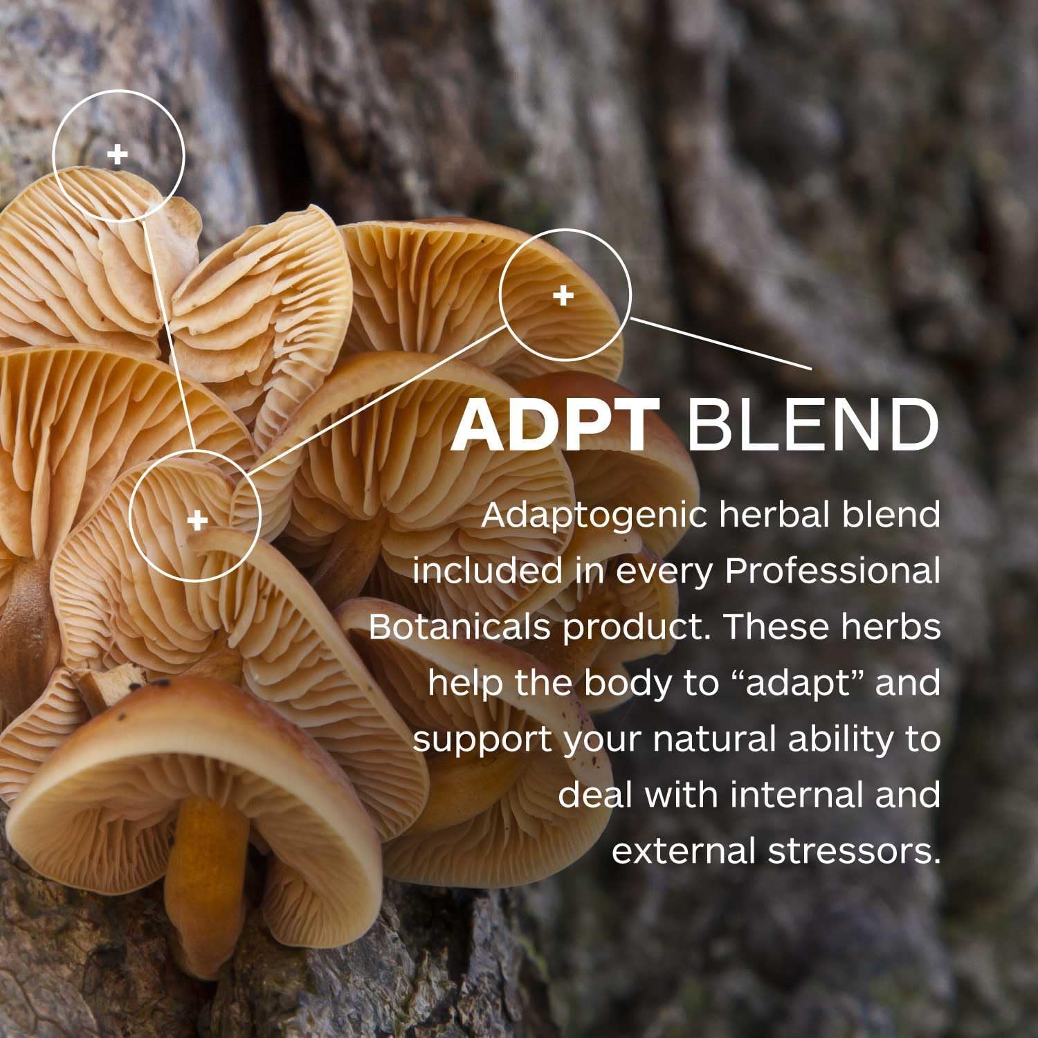 Professional Botanicals EDS blend graphic illustrating enhanced absorption of nutrients