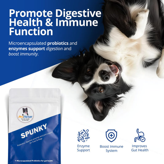 ProThrive Spunky Digestive Supplement dog serving, easy addition to meals.