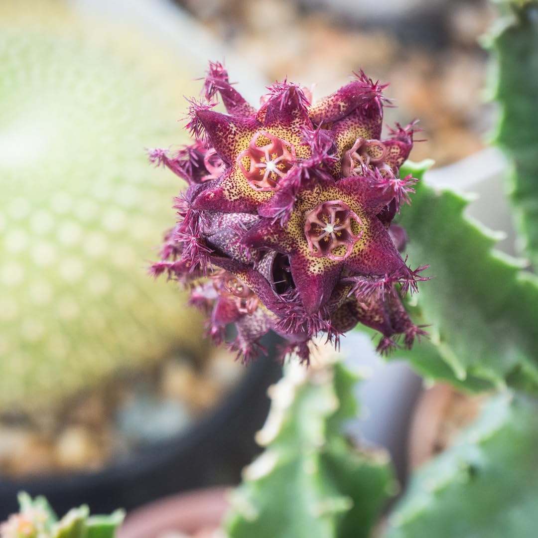 Pure Original Ingredients Caralluma Fimbriata 365-day supply cue for long-term use.