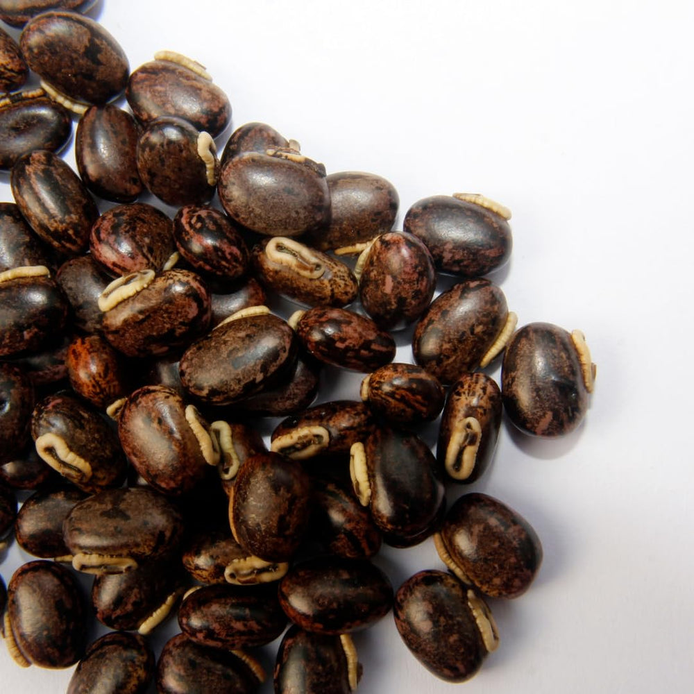 Pure Original Ingredients Mucuna Pruriens container bears a non-GMO seal.