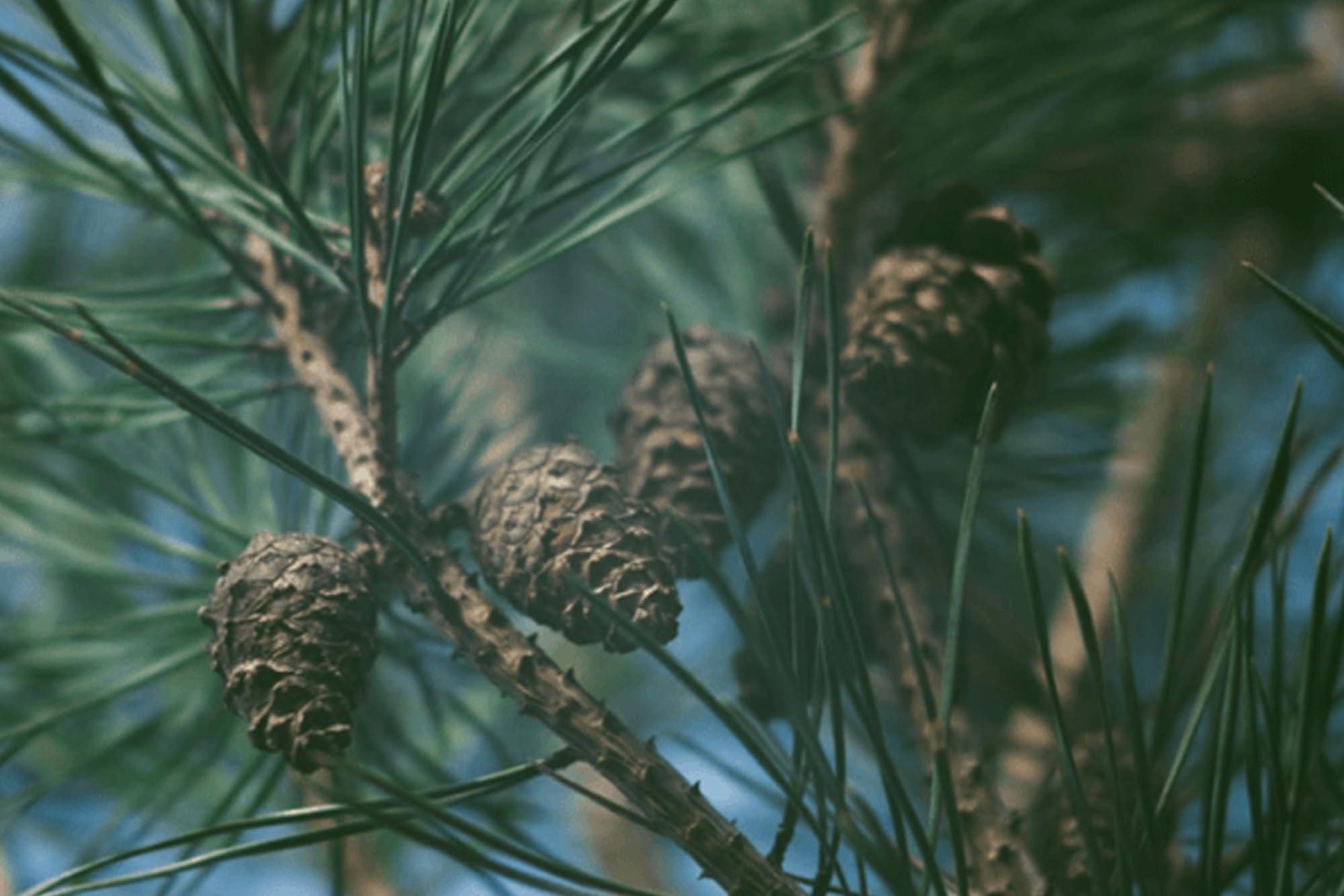 Pure Original Ingredients Pine Bark Extract packaging from Utah showcases quality manufacturing.