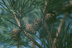 Pure Original Ingredients Pine Bark Extract packaging from Utah showcases quality manufacturing.