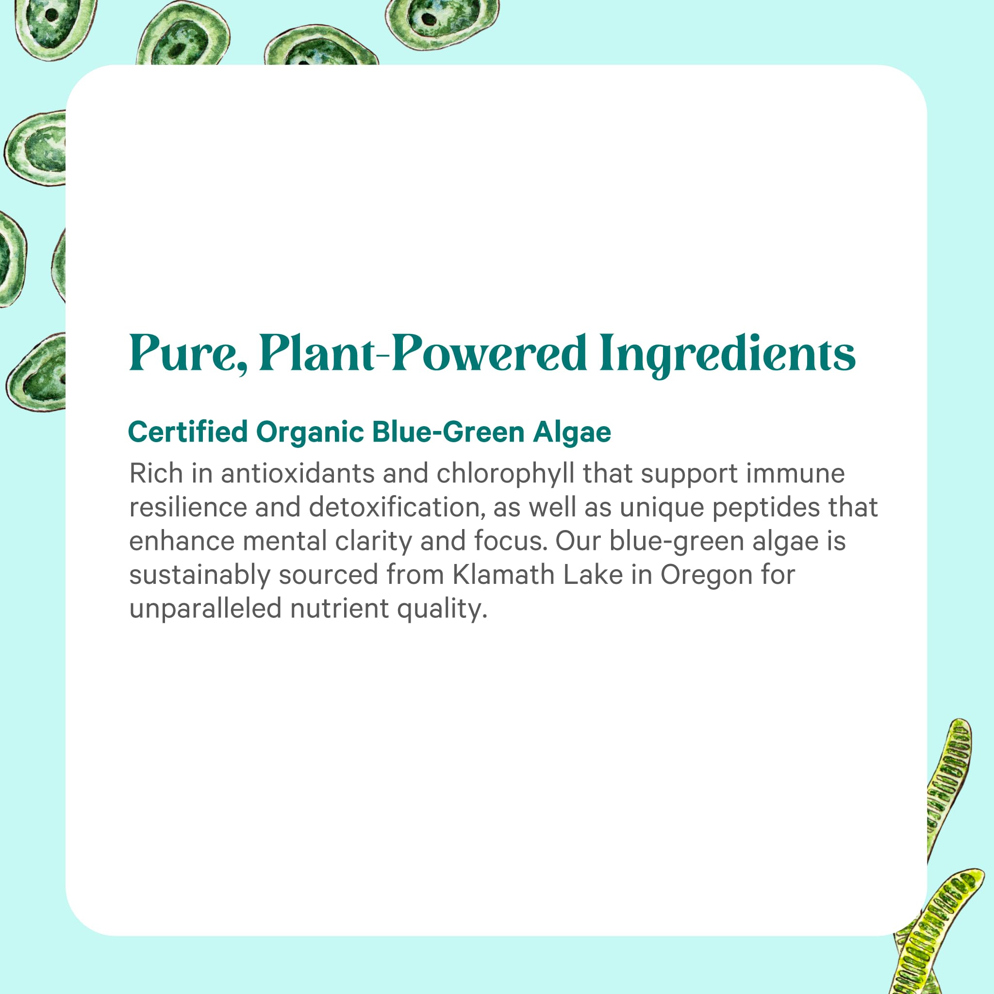Pure Synergy chlorophyll-rich formula suggests antioxidant support.