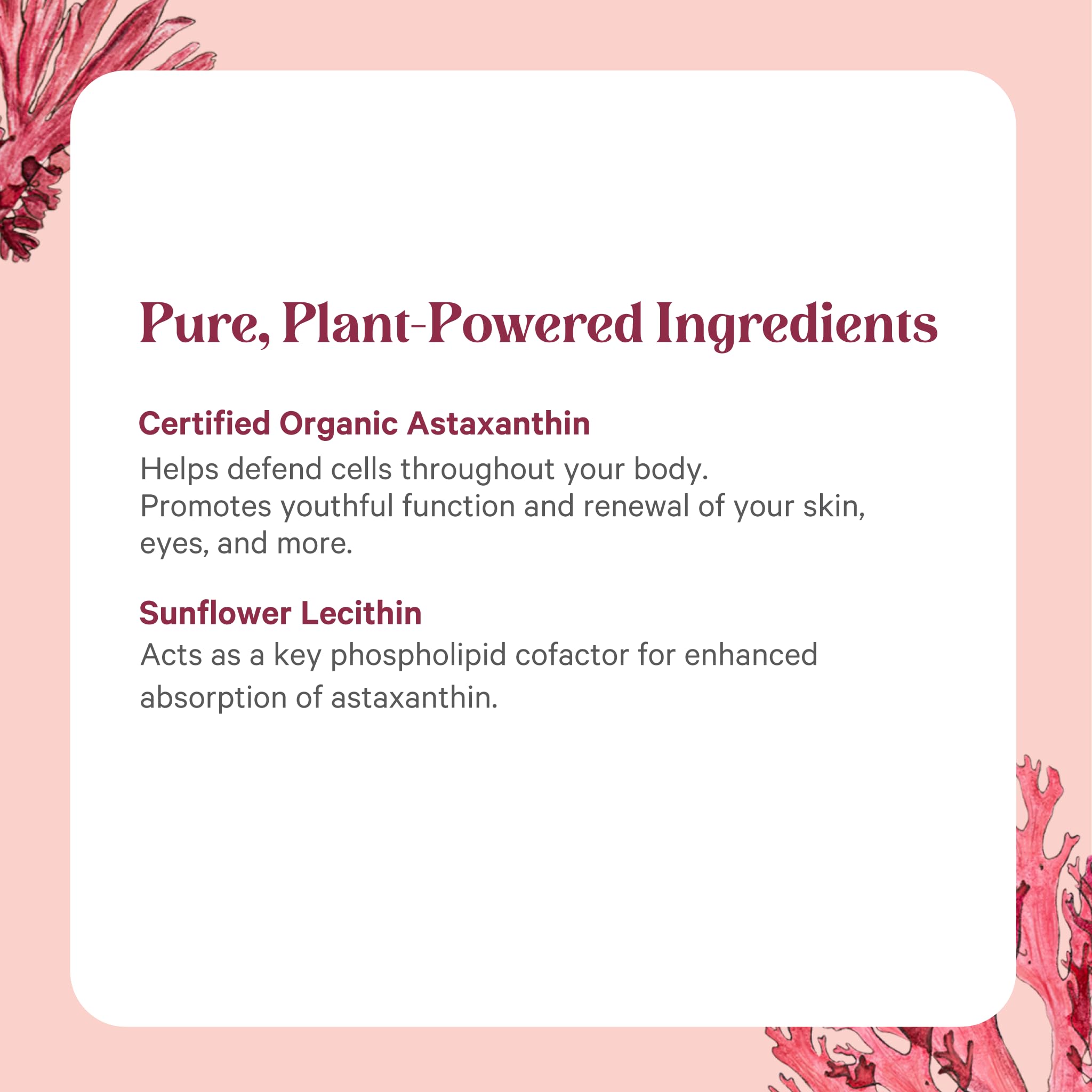 Sunflower lecithin enhances absorption in Pure Synergy SuperPure