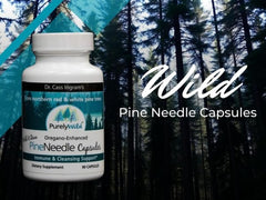 Purely Wild Dr. Cass Ingram spruce needle powder close-up highlighting forest-sourced ingredients