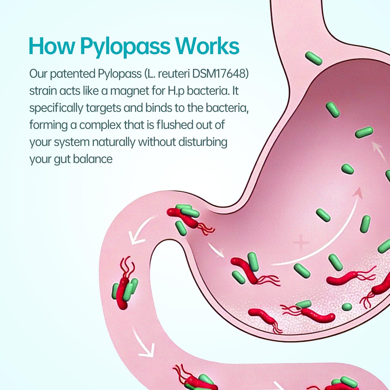 Purmeo bloating-relief visual suggests after-meal comfort potential.