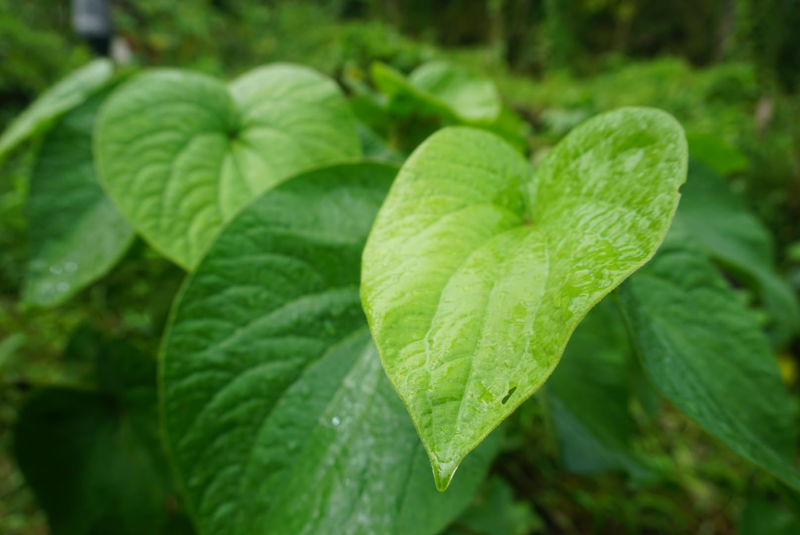 Qamea Kava Noble Root packaging close-up emphasizing freshness.