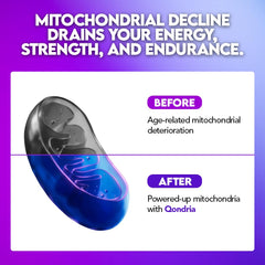 QONDRIA Urolithin A with Cordyceps indicating endurance potential