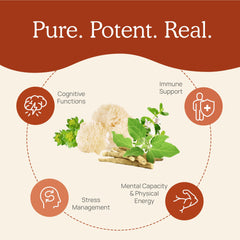 Real Mushrooms RealClarity rhodiola bacopa blend visual implies balanced energy and mood.