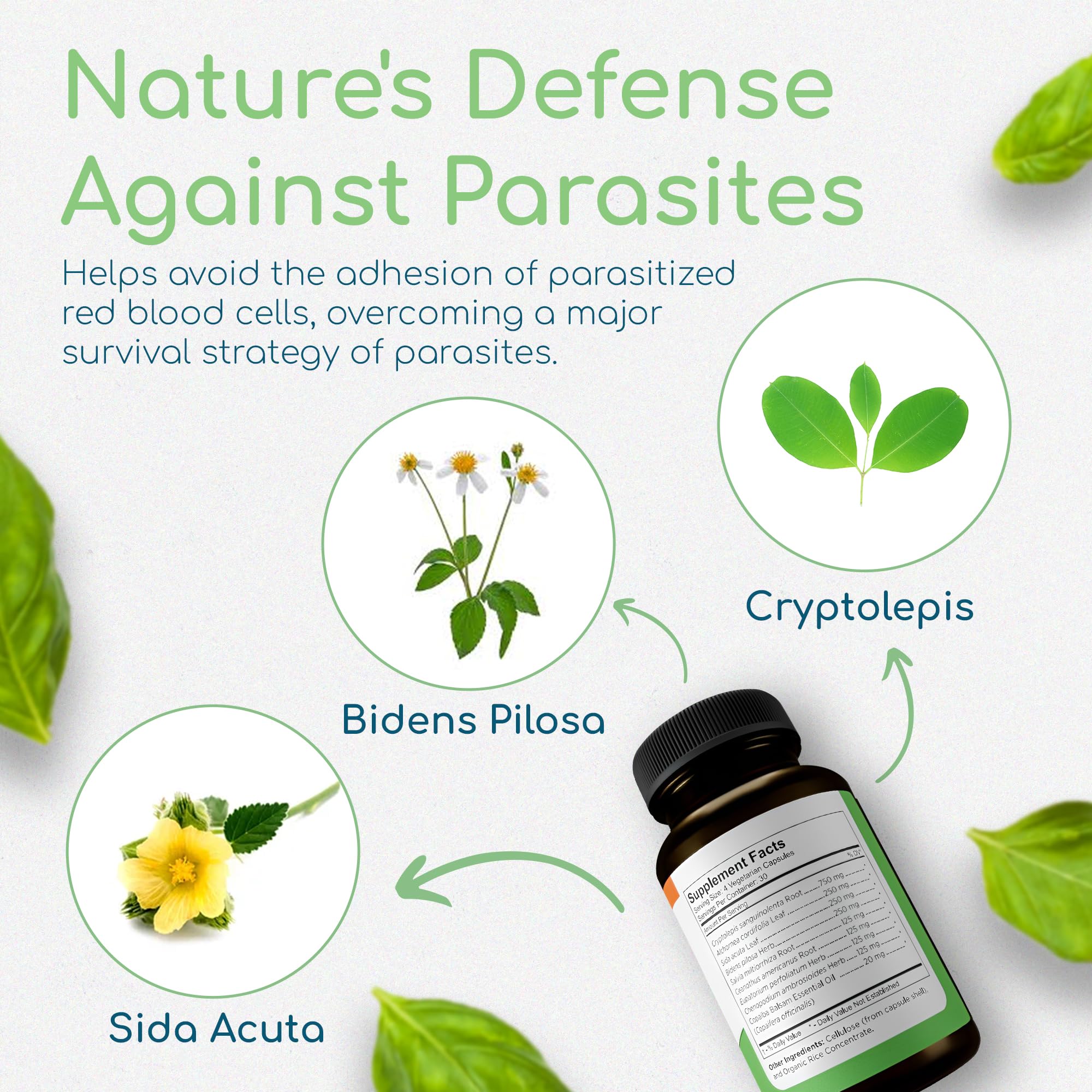 Return Healthy Cryptolepis Synergy label detail reveals ingredients and suggested use for adult wellness.