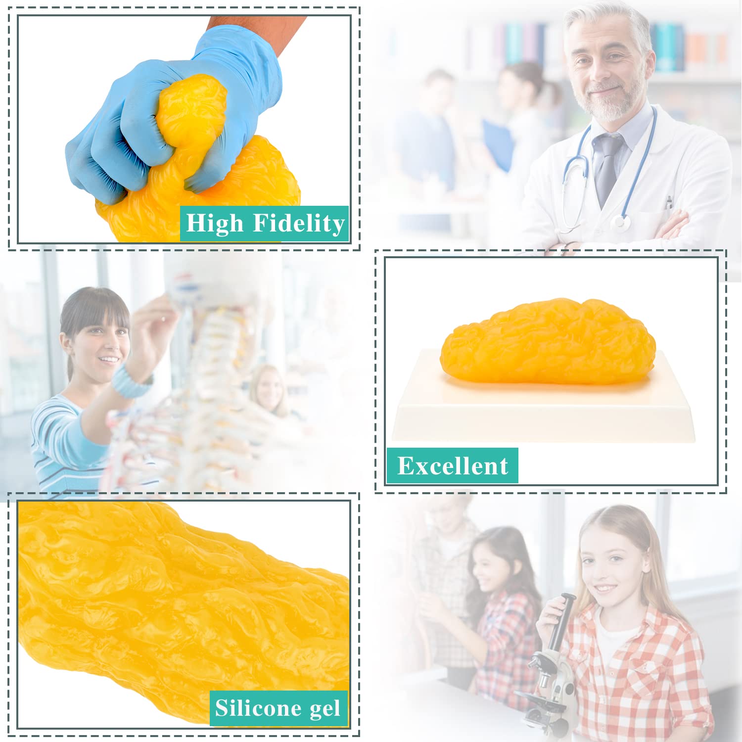 RONTEN 1 lb fat model size mirrors real body fat for scale visualization