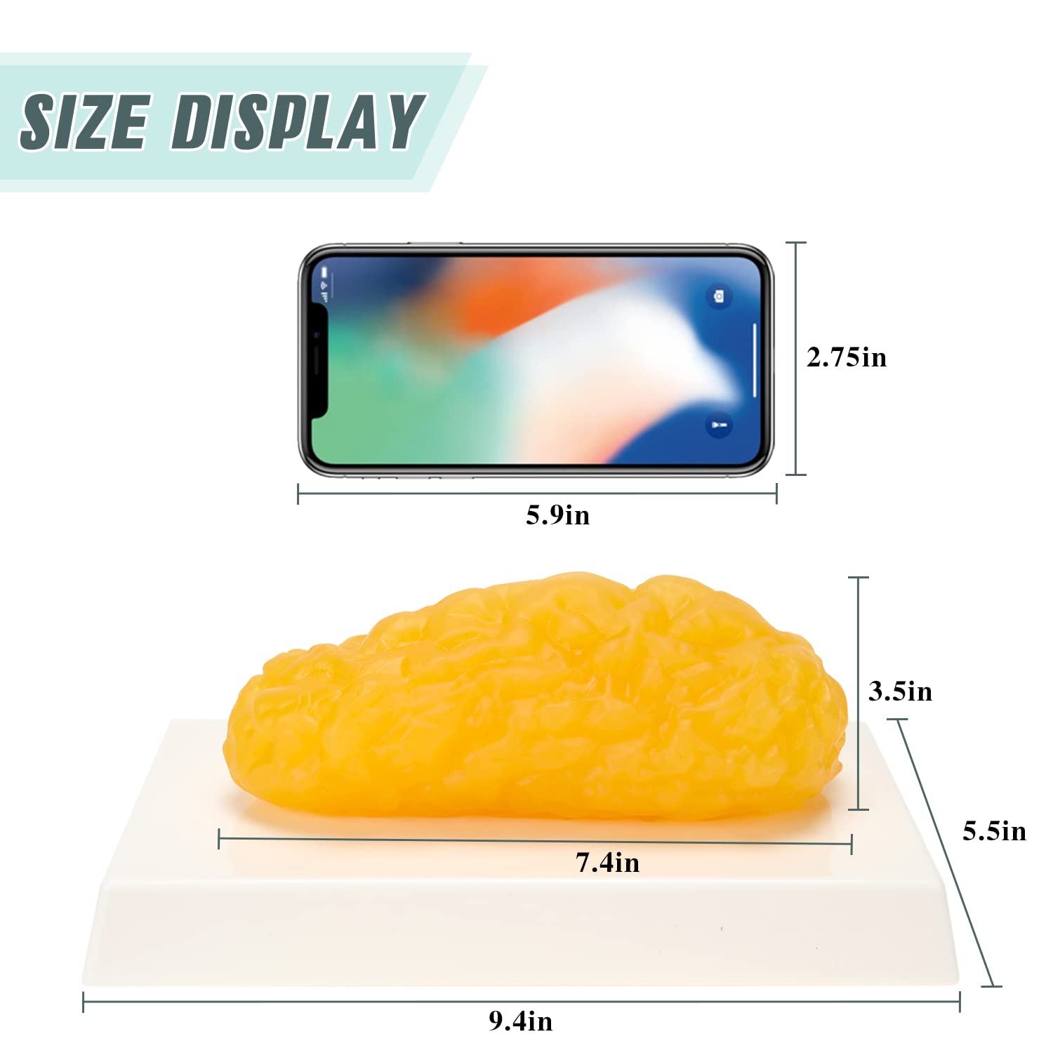 RONTEN adipose tissue replica texture appears soft and elastic for tactile learning