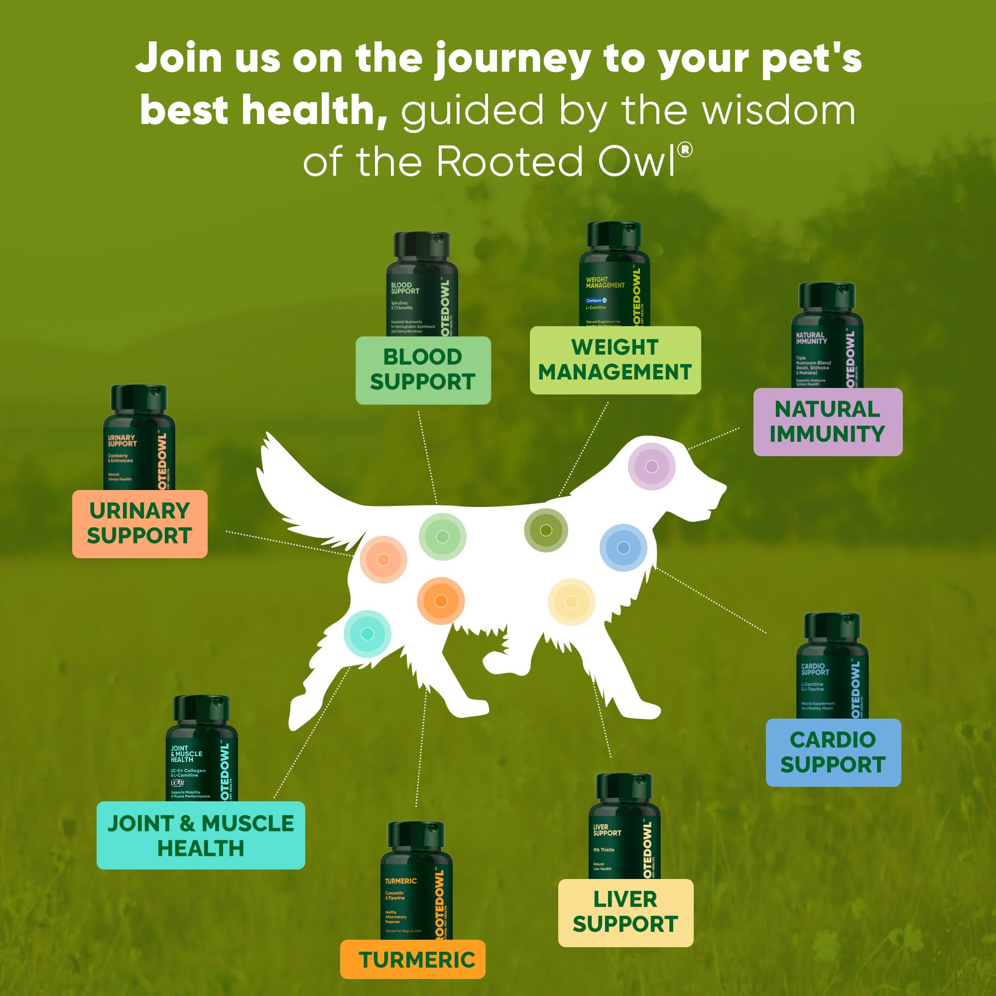 Rooted Owl Active pets energy concept, illustrating potential energy for daily activity.
