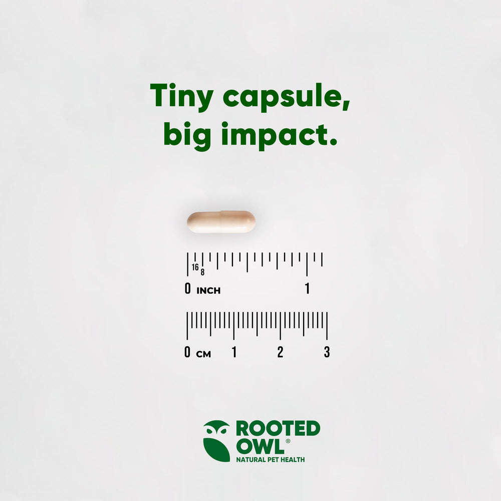 Rooted Owl dog walking scene with product, suggesting active lifestyle support.