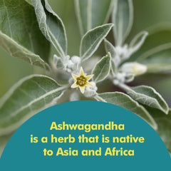 Santo Remedio Ashwagandha vegetarian capsules designed for daily use.