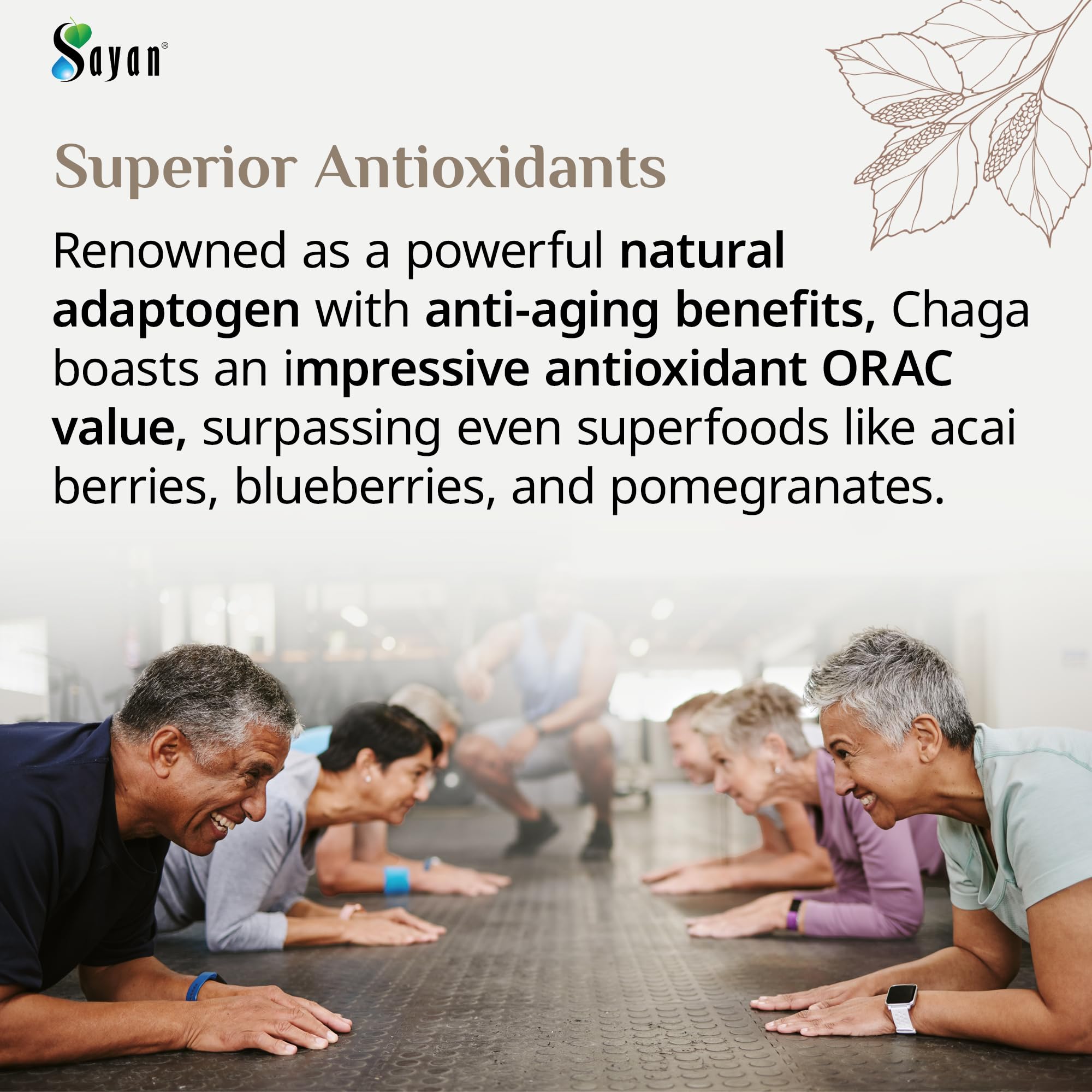 Sayan Chaga Powder origin in wild forest harvest supports sustainable sourcing.