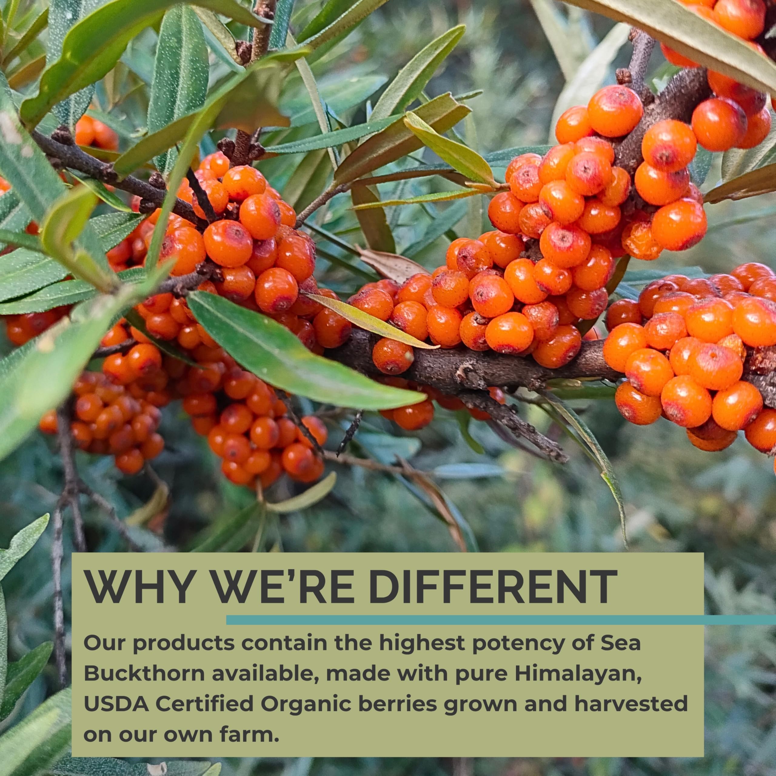 SeabuckWonders sea buckthorn oil label closeup emphasizing organic certification
