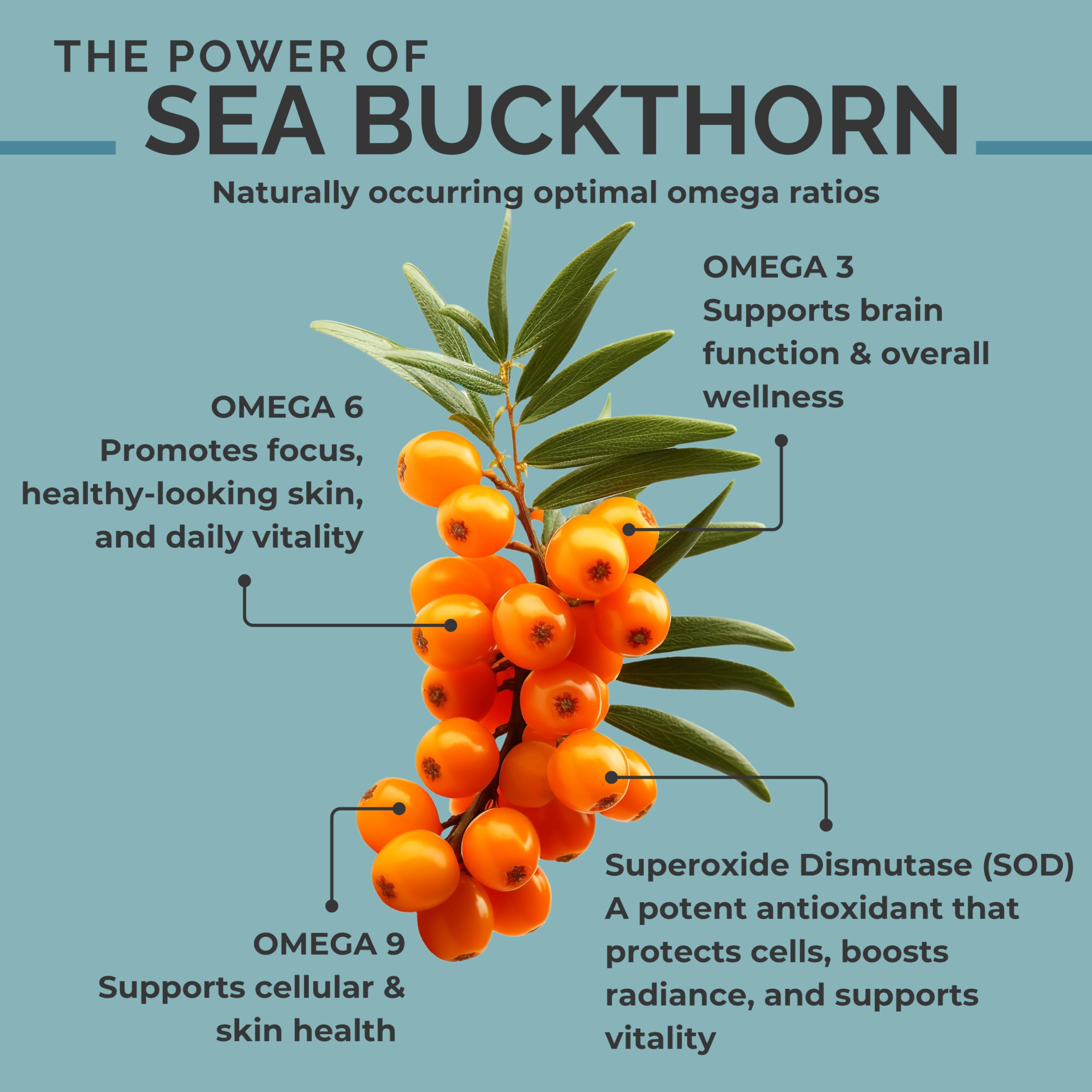SEABUCKWONDERS ingredients close-up highlighting purity of sea buckthorn seed oil softgels