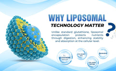 Visual of key ingredients like collagen and hyaluronic acid