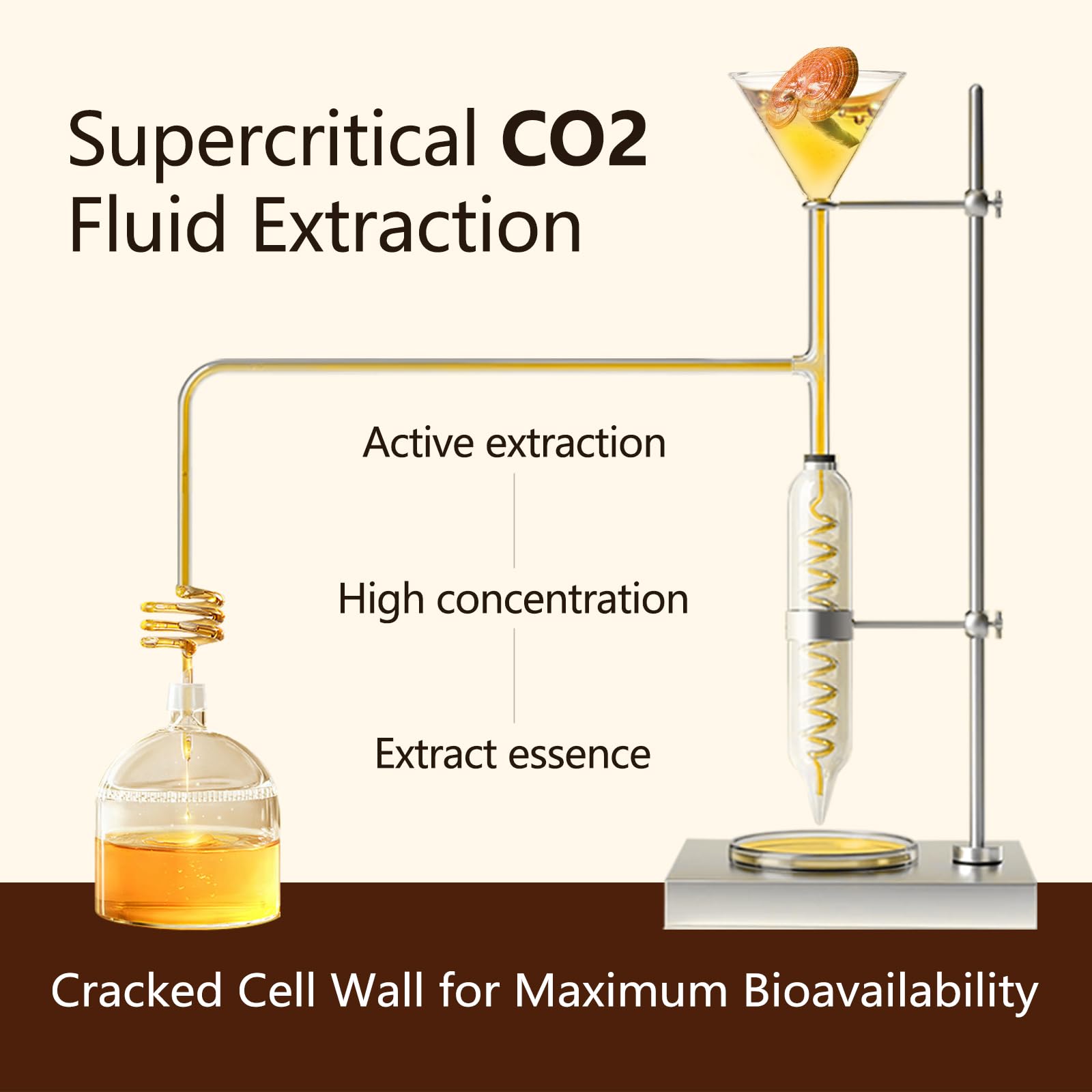 Shomira Reishi Spore Oil droplets illustrate the oil's rich antioxidant content.