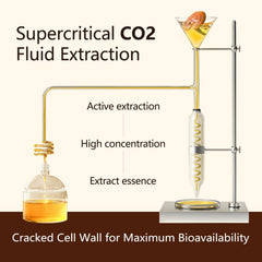 Shomira Reishi Spore Oil droplets illustrate the oil's rich antioxidant content.