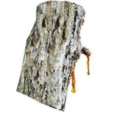 Silky Scents Amber Essential Oil diffuser-ready bottle for ambient fragrance.