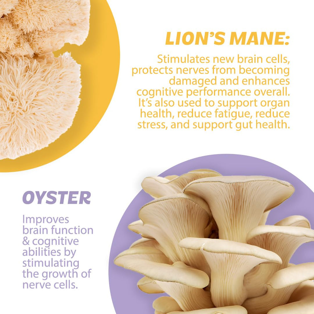 Reishi inclusion promotes calm balance during hectic schedules