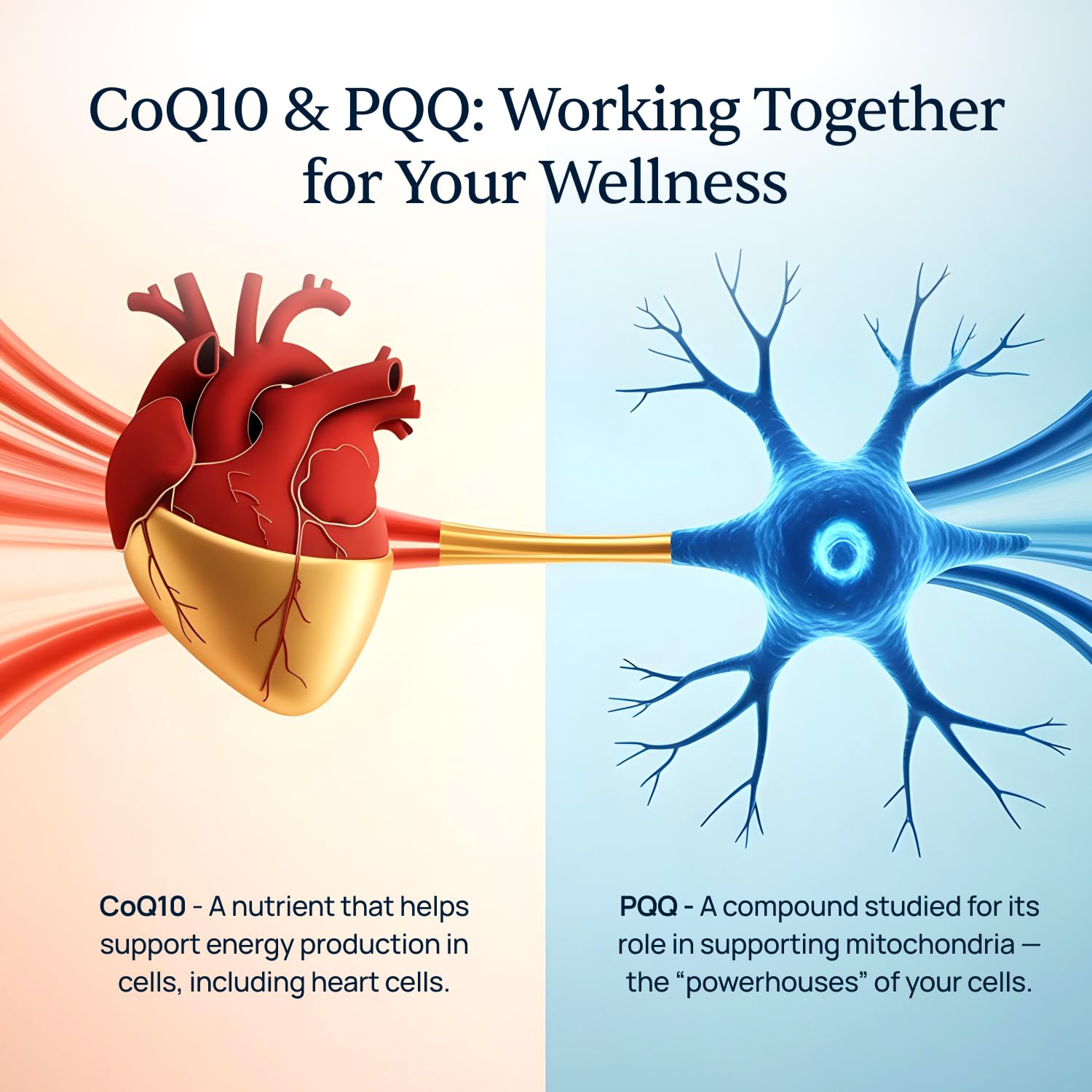 Simple Promise CardioClear7 ingredient graphic showcasing CoQ10 and PQQ for cellular energy.