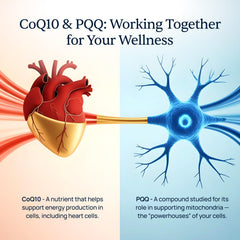 Simple Promise CardioClear7 ingredient graphic showcasing CoQ10 and PQQ for cellular energy.