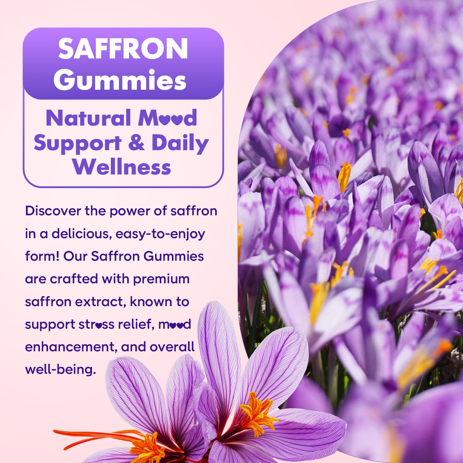 SoftBear Saffron Gummies being poured with a spoon for easy daily intake