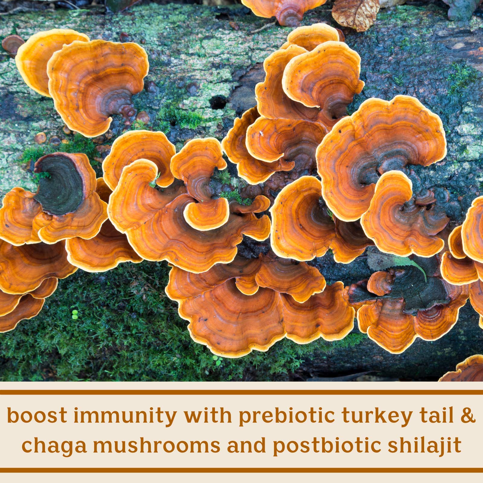 Solluna SBOs blend with chaga and turkey tail imagery for digestive vitality.