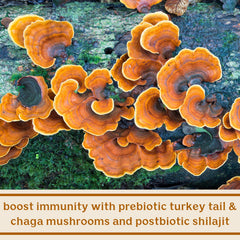Solluna SBOs blend with chaga and turkey tail imagery for digestive vitality.