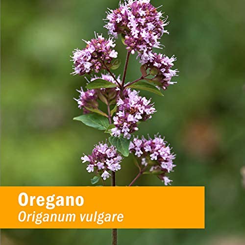 Steam-distillation setup illustrating essential oil production from oregano.