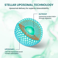 STELLAR Liposomal Glutathione seal confirms non-GMO and gluten-free formulation.