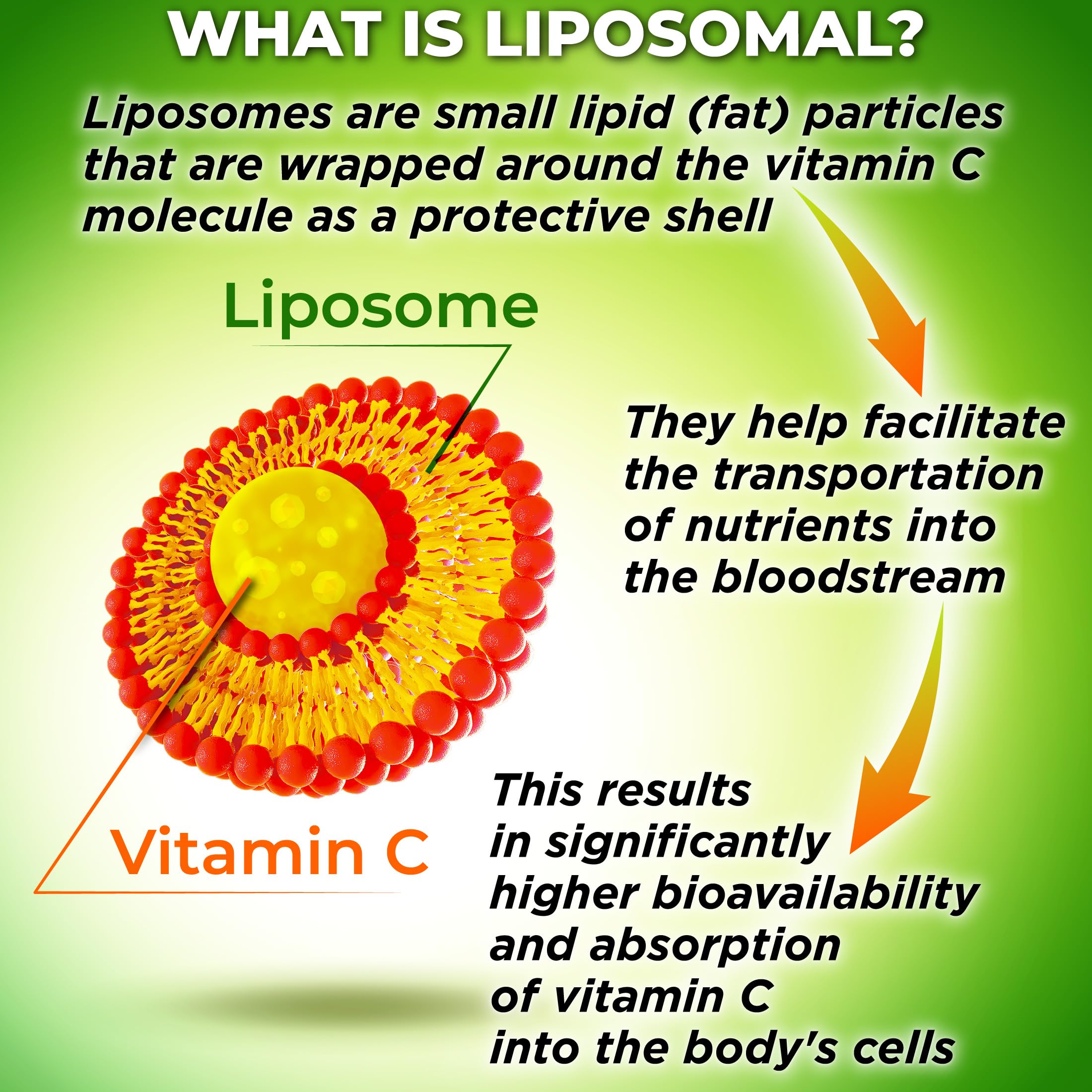 SUPPLEMENTS STUDIO liposomal technology graphic illustrating cell-membrane delivery