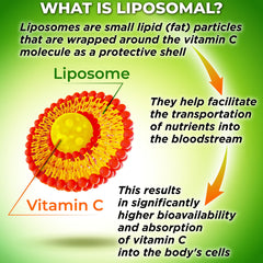 SUPPLEMENTS STUDIO liposomal technology graphic illustrating cell-membrane delivery